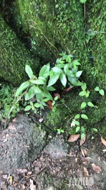 高度2300厘米金弹子