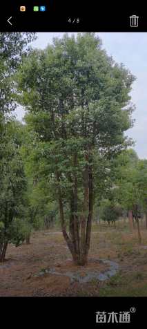 50公分(5杆)丛生朴树