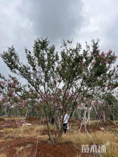 高度1000厘米丛生紫薇