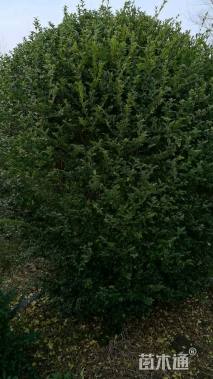 冠幅180厘米小叶女贞球
