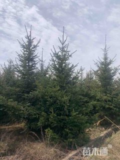 高度400厘米云杉