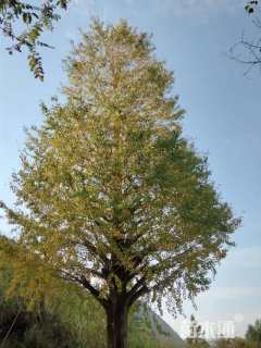 40公分银杏