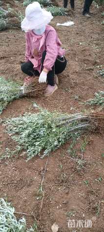 高度60厘米沙棘