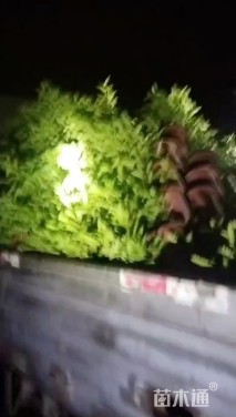 高度30厘米胡椒木