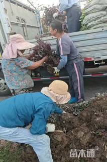 高度30厘米红花继木小苗