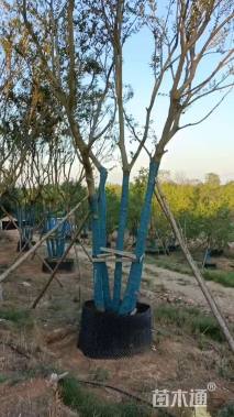 50.1公分丛生朴树