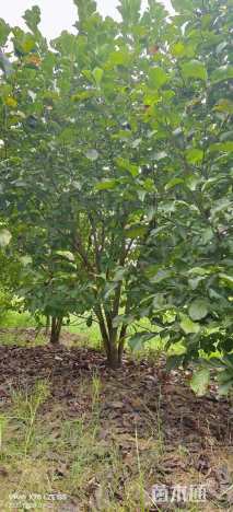 高度400厘米丛生玉兰