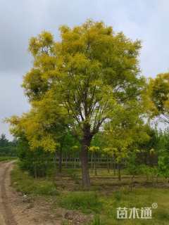 35公分国槐