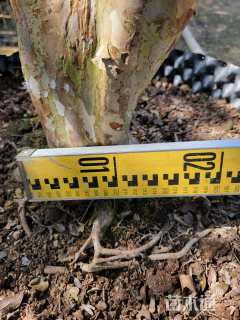 高度250厘米嘉宝果