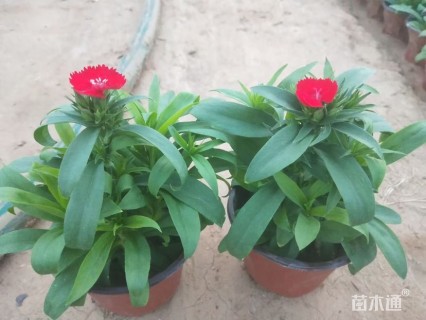 高度25厘米五彩石竹