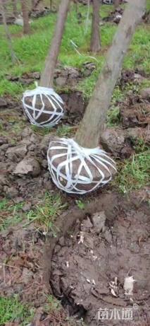 8公分墨西哥落羽杉