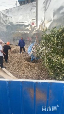 10公分丛生绚丽海棠