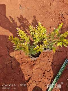 高度30厘米金叶满天星