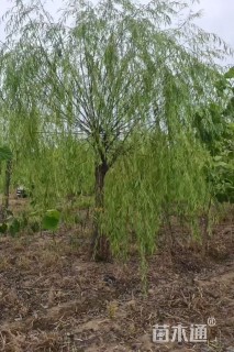 12公分垂柳