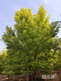 10公分金叶白蜡