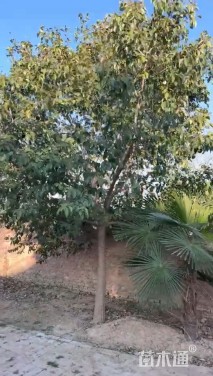 15公分大叶女贞