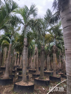 裸干高200厘米棍棒椰子