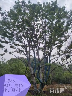 90公分(2杆)丛生朴树