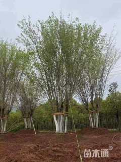 高度700厘米丛生元宝枫