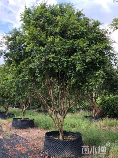 高度500厘米嘉宝果