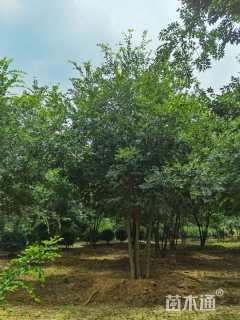 26公分(5杆)丛生朴树