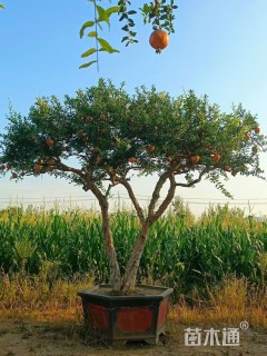 高度300厘米石榴