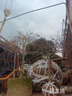 12公分造型五针松