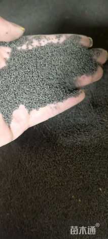 剪秋罗剪秋罗种子