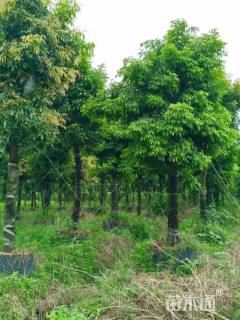 15公分海南红豆