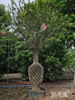 30公分紫薇花瓶