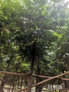 8公分复羽叶栾树