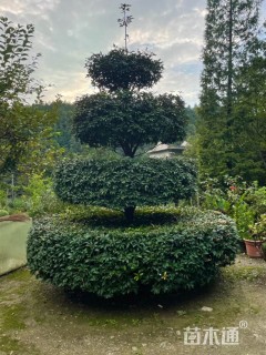 10公分八角茴香