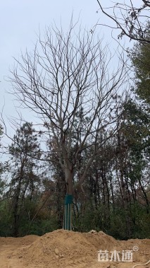 30公分朴树