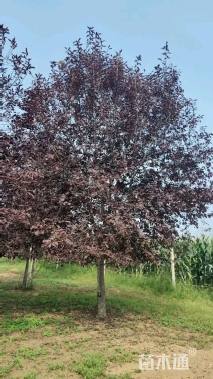 10公分紫叶稠李