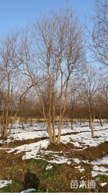 45公分(4杆)丛生乌桕