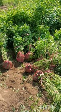 高度100厘米棣棠