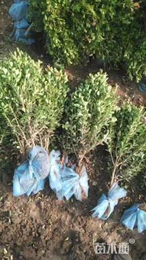 高度40厘米朝鲜黄杨