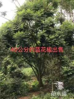 25公分蓝花楹