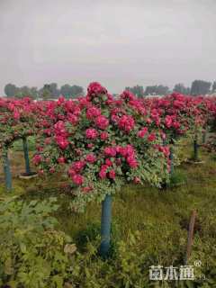 高度260厘米月季