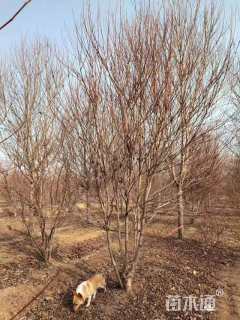 高度350厘米丛生美国红枫