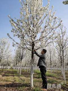 14公分彩叶豆梨