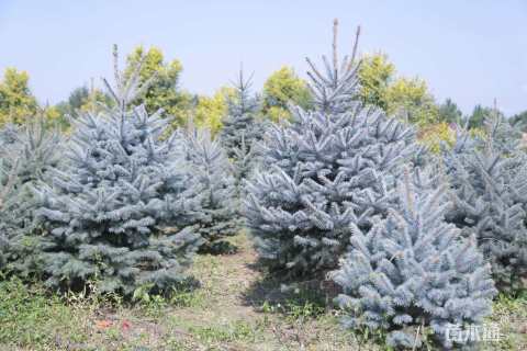 5公分科罗拉多蓝杉