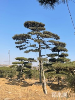 14公分造型黑松