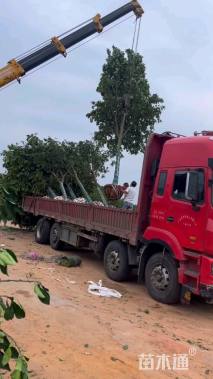 15公分(4杆)丛生香泡