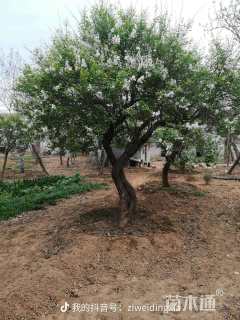 高度500厘米丁香