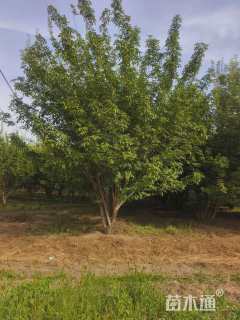 高度600厘米丛生中国黄蜡