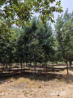 12公分秋紫白蜡