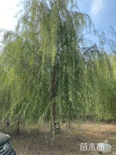 18公分垂柳