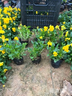 高度15厘米角堇