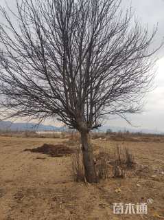 30公分八棱海棠